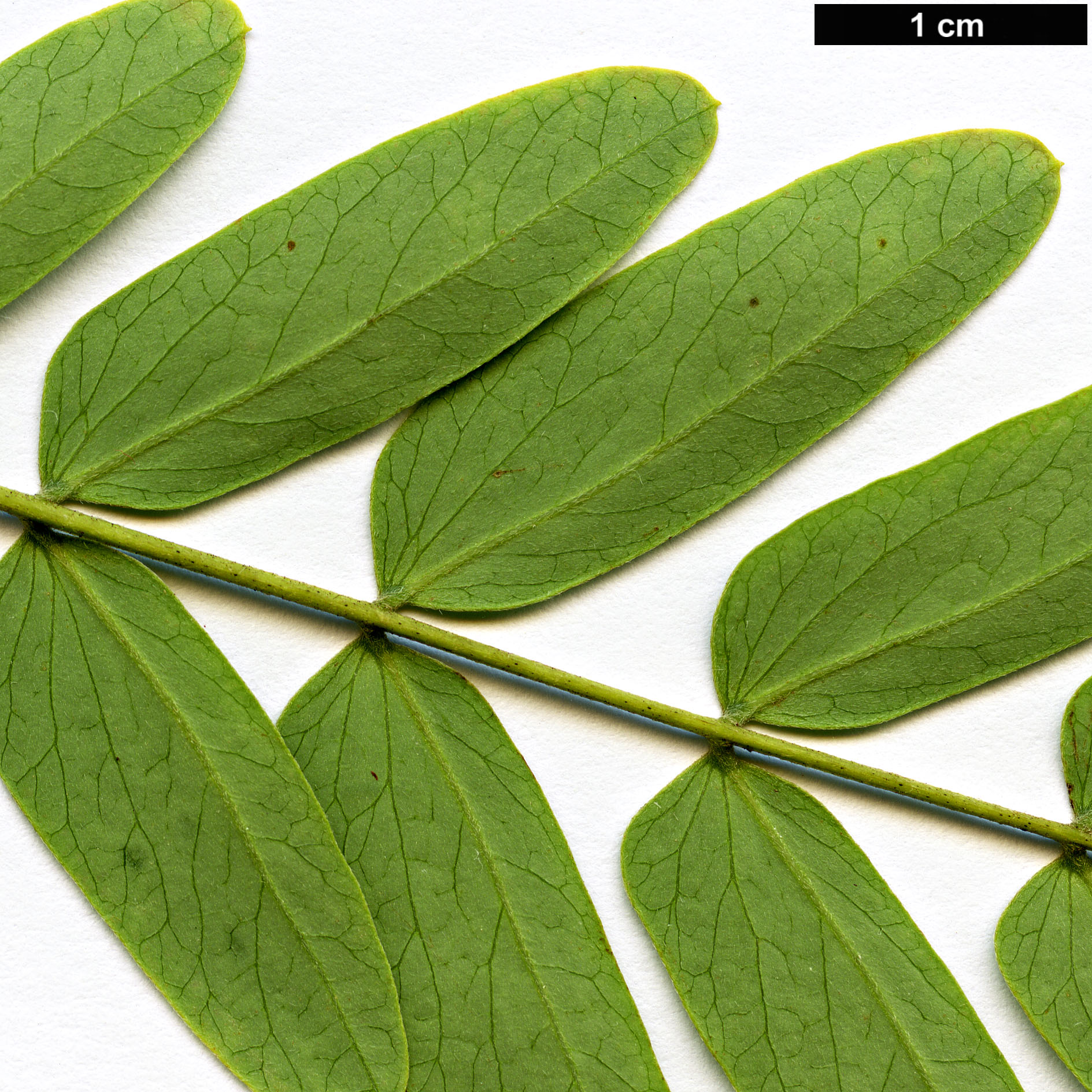 High resolution image: Family: Fabaceae - Genus: Albizia - Taxon: kalkora